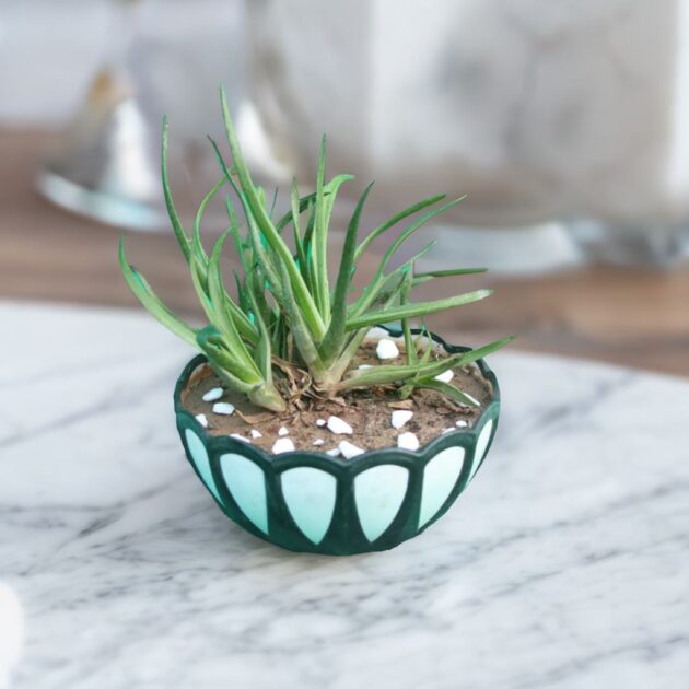 Aloe-indica-Royle