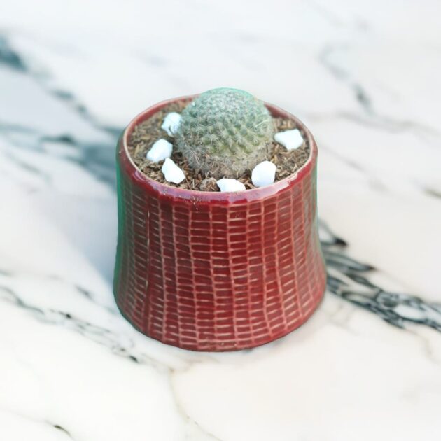 Sunset Cactus - Aylosteraheliosa