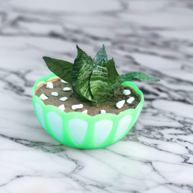Snake Plant - Sansevieria